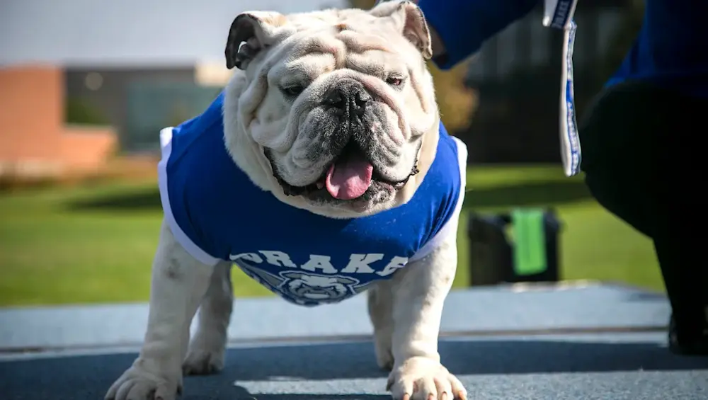 Drake Bulldog Mascot