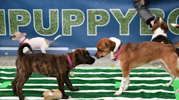 Puppy Bowl