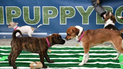Puppy Bowl