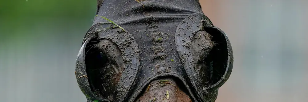 horse in rain generic