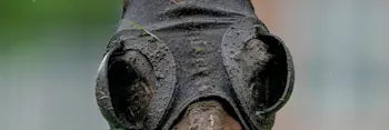 horse in rain generic