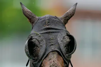 horse in rain generic