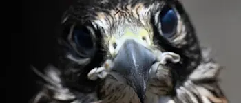 r betfair hawk 18 2 23